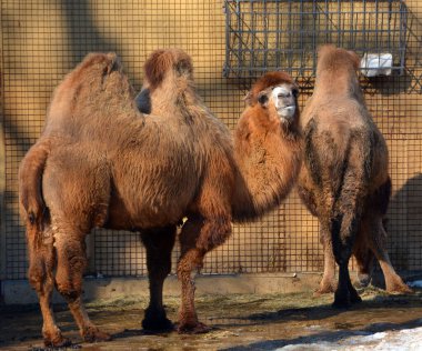 Deve, sırtında kambur olarak bilinen belirgin yağ birikintileri taşıyan, Camelus cinsi içinde düzensiz bir türüdür. Devenin iki türü vardır: Dromedary 'nin bir hörgücü vardır, ve Bactrian' ın iki hörgücü vardır.