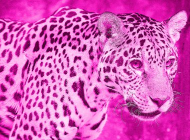 Renkli Pop Art Jaguar simgesi.