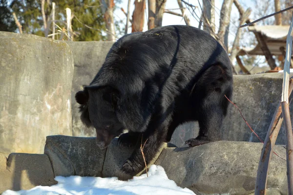 Urso Preto Asiático Ursus Thibetanus Selenarctos Thibetanus Também Lua Urso — Fotografia de Stock