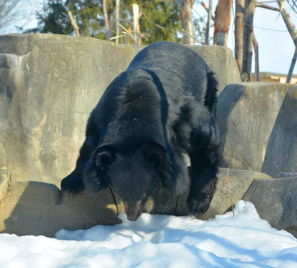 Asiatischer Schwarzbär Ursus Thibetanus Oder Selenarctos Thibetanus Auch Mondbär Oder — Stockfoto