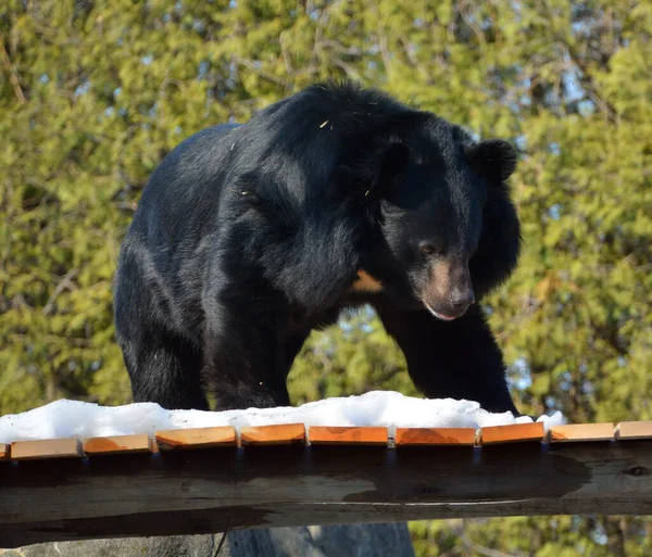 Urso Preto Asiático Ursus Thibetanus Selenarctos Thibetanus Também Lua Urso — Fotografia de Stock