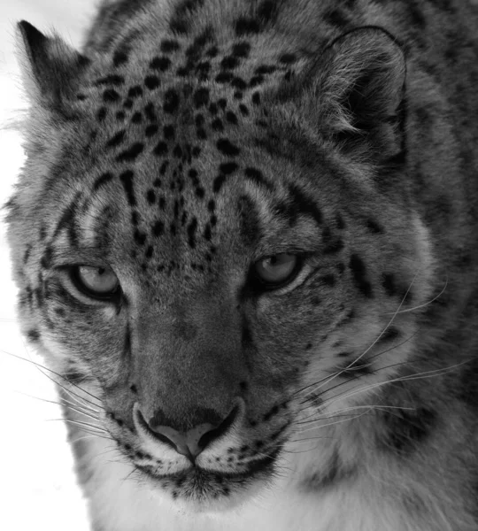 Léopard Des Neiges Est Grand Chat Originaire Des Chaînes Montagnes — Photo