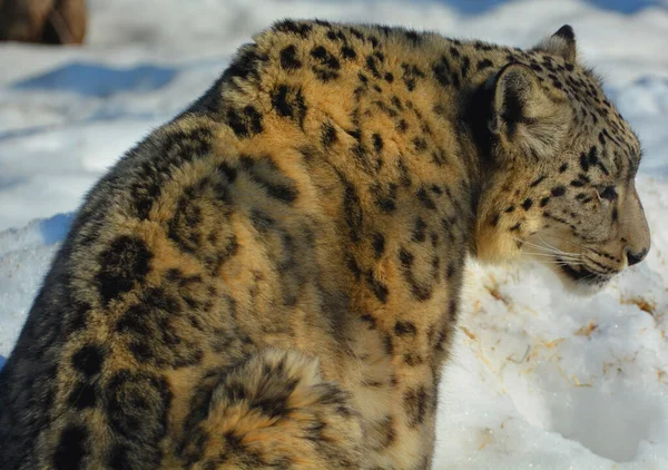 Der Schneeleopard Ist Eine Großkatze Die Den Gebirgszügen Zentral Und — Stockfoto