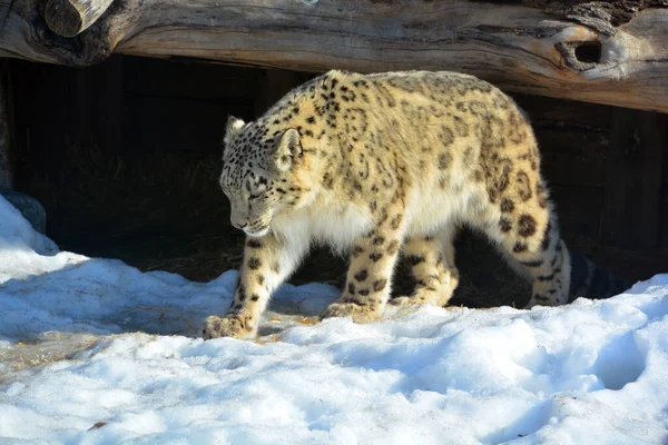 The snow leopard is a large cat native to the mountain ranges of Central and South Asia. It is listed as endangered on the IUCN Red List of Threatened Species