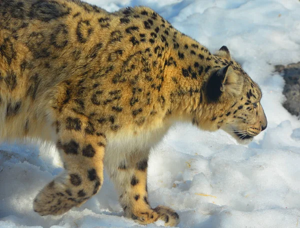 Der Schneeleopard Ist Eine Großkatze Die Den Gebirgszügen Zentral Und — Stockfoto