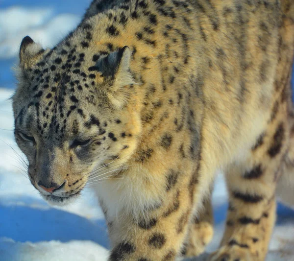 The snow leopard is a large cat native to the mountain ranges of Central and South Asia. It is listed as endangered on the IUCN Red List of Threatened Species