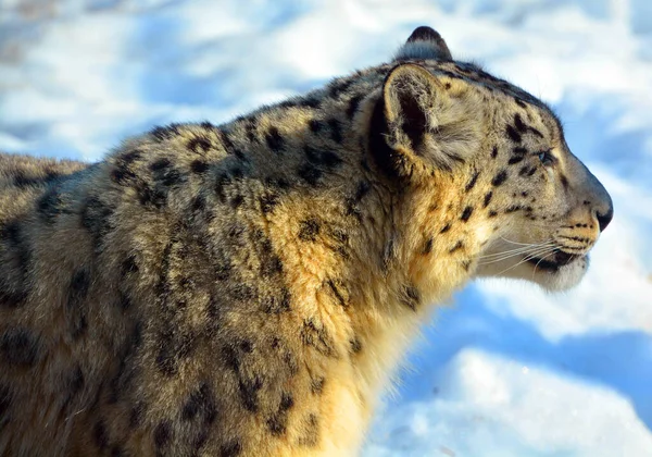Leopardo Nieve Gran Gato Nativo Las Cordilleras Asia Central Meridional — Foto de Stock
