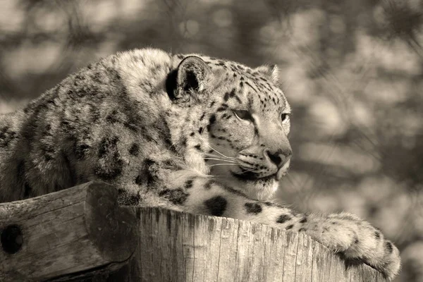 Leopardo Neve Grande Gatto Originario Delle Catene Montuose Dell Asia — Foto Stock