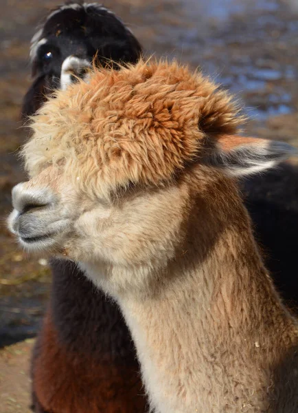 Alpaca Una Especie Camélido Sudamericano Asemeja Una Pequeña Llama Apariencia — Foto de Stock