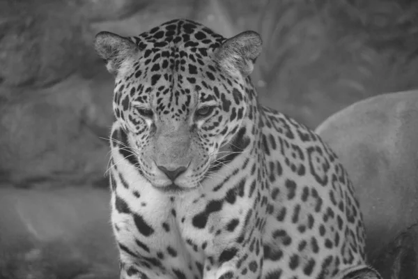 Jaguar Gato Felino Gênero Panthera Apenas Espécies Existentes Panthera Nativas — Fotografia de Stock