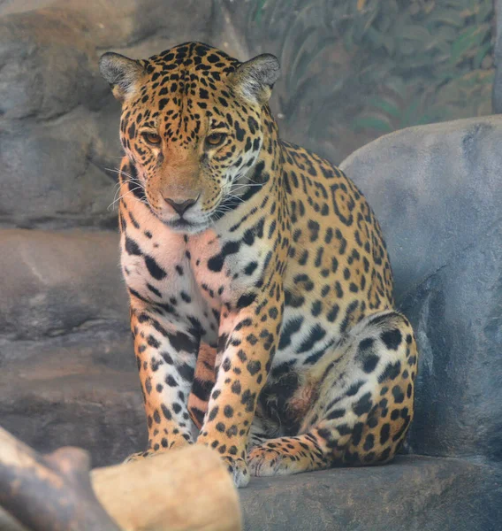 Jaguar Est Chat Félin Genre Panthera Seule Espèce Existante Panthera — Photo