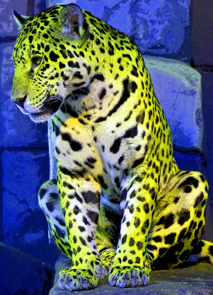 Иконка Ягуара Цветовыми Пятнами — стоковое фото