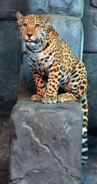 재규어 Jaguar 고양이로 파나마 Panthera 고양이 종으로 아메리카에 서식하는 유일하게 — 스톡 사진