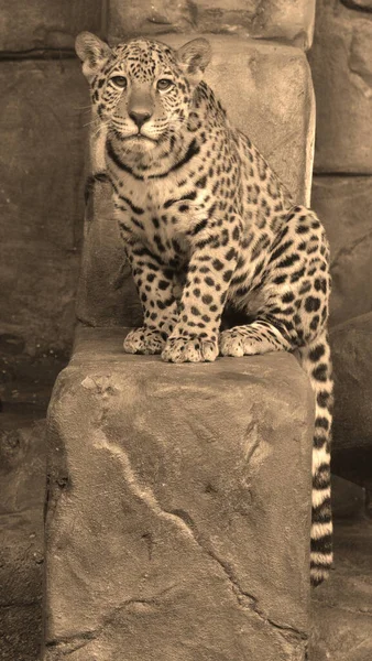 Jaguar Gato Felino Gênero Panthera Apenas Espécies Existentes Panthera Nativas — Fotografia de Stock