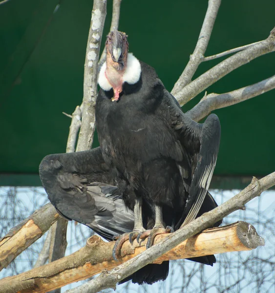 Andean Condor Vultur Gryphus South American Bird New World Vulture — Stock Photo, Image