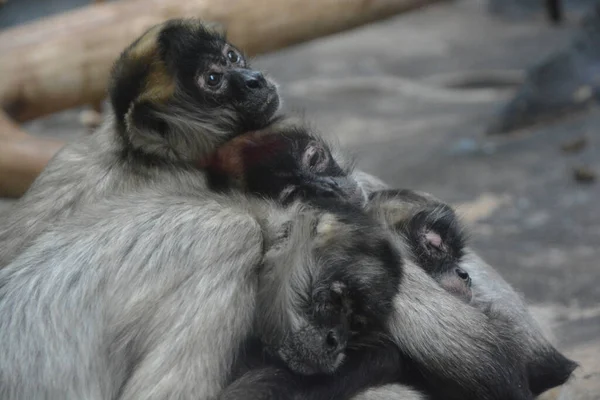 Monyet Laba Laba Adalah Monyet Dunia Baru Dari Genus Ateles — Stok Foto