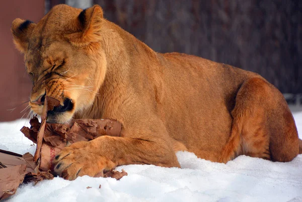 Playing in snow with a cardboard box a lion is one of the four big cats in the genus Panthera, and a member of the family Felidae. It is the second-largest living cat after the tiger