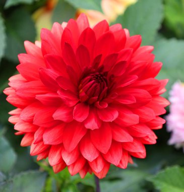 Dahlia, Meksika, Orta Amerika ve Kolombiya 'da yetişen tüylü, veremli ve uzun ömürlü bir bitki cinsidir. En az 36 tür yıldız çiçeği vardır, bazıları D-emperyali gibi, 10 metre uzunluğunda.