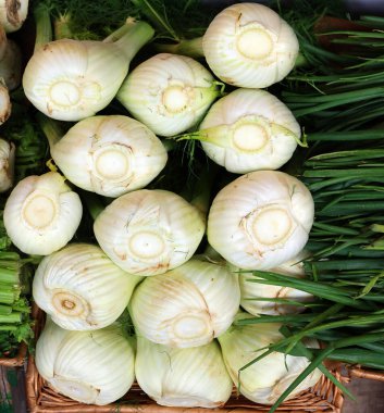 Fennel (Foeniculum vulgare), havuç familyasından bir bitki türü. Sarı çiçekleri ve tüylü yaprakları olan dayanıklı, uzun ömürlü bir bitkidir..
