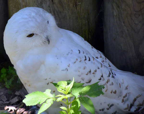 Snowy Owl Bubo Scandiacus Una Lechuza Blanca Grande Familia Lechuzas —  Fotos de Stock