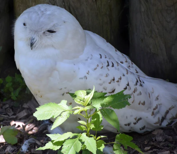 Snowy Owl Bubo Scandiacus Una Lechuza Blanca Grande Familia Lechuzas —  Fotos de Stock