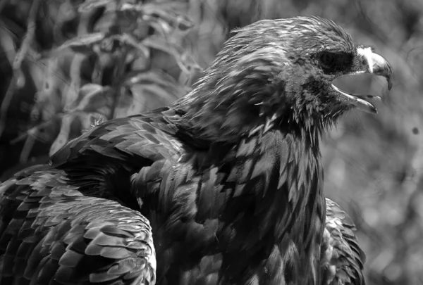 Золотой Орел Aquila Chrysaetos Является Одним Самых Известных Хищных Птиц — стоковое фото