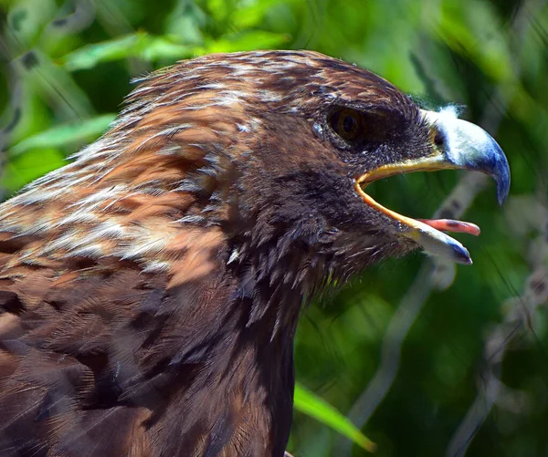 Aquila Chrysaetos 是北半球最有名的猛禽之一 牠们是分布最广的鹰种 — 图库照片