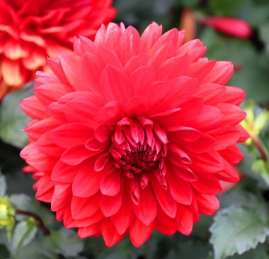 Dahlia, Meksika, Orta Amerika ve Kolombiya 'da yetişen tüylü, veremli ve uzun ömürlü bir bitki cinsidir. En az 36 tür yıldız çiçeği vardır, bazıları D-emperyali gibi, 10 metre uzunluğunda.