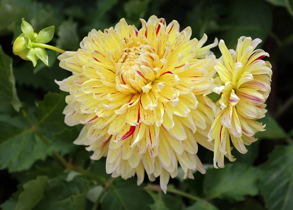 Dahlia Est Genre Plantes Vivantes Touffues Touffues Originaire Mexique Amérique — Photo