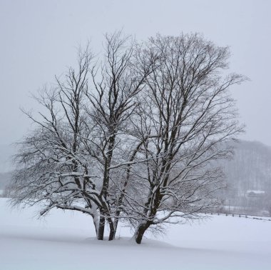Bromont, Shefford, Quebec, Kanada 'da kış manzarası  