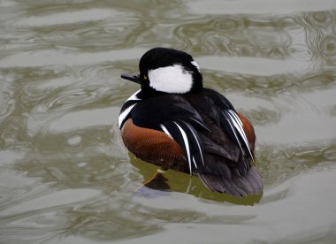 little bird in the water
