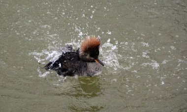 little bird in the water