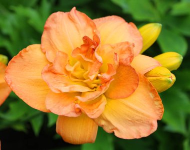 Amaryllis, Amaryllidinae kabilesindeki tek cinstir. Çiçek açan ampullerin iki türü olan küçük bir cinsidir..