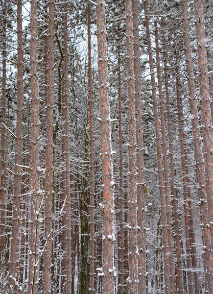 Winter Landscape Bromont Shefford Quebec Canada —  Fotos de Stock