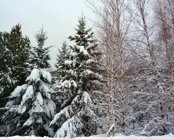 Winter Landscape Bromont Shefford Quebec Canada — Zdjęcie stockowe