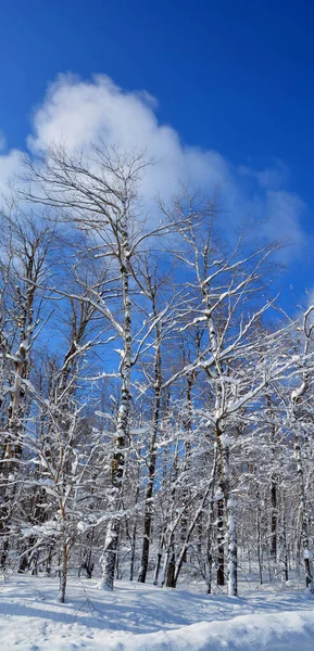 Winter Landscape Bromont Shefford Quebec Canada — 스톡 사진