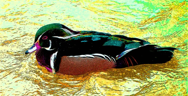 Wood Duck or Carolina Duck (Aix sponsa) is a species of duck found in North America. It is one of the most colorful of North American waterfowl.