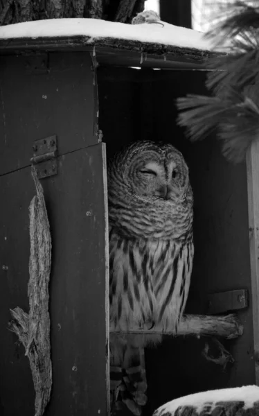 Barred Owl Strix Varia Also Known Northern Barred Owl Hoot — Foto Stock