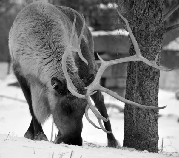 The reindeer, caribou in North America is a species of deer, native to arctic, subarctic, tundra, boreal, and mountainous regions of northern Europe, Siberia, and North America.