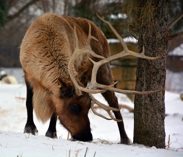 The reindeer, caribou in North America is a species of deer, native to arctic, subarctic, tundra, boreal, and mountainous regions of northern Europe, Siberia, and North America.