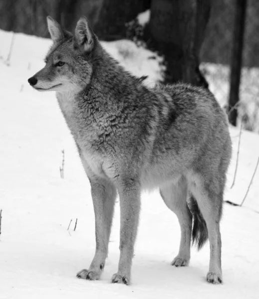 Coyote Also Known American Jackal Brush Wolf Prairie Wolf Species — Stock Photo, Image