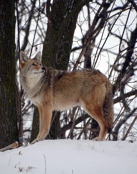 The coyote, also known as the American jackal, brush wolf, or the prairie wolf, is a species of canine found throughout North and Central America
