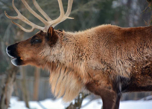 The reindeer, caribou in North America is a species of deer, native to arctic, subarctic, tundra, boreal, and mountainous regions of northern Europe, Siberia, and North America.