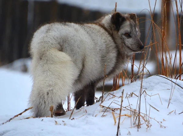 In winter arctic fox (Vulpes lagopus), also known as the white, polar or snow fox, is a small fox native to the Arctic regions of the Northern Hemisphere and common throughout the Arctic tundra biome