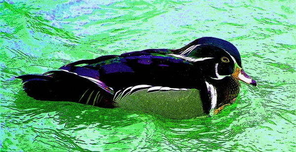 Wood Duck Carolina Duck Aix Sponsa Вид Утки Обитающий Северной — стоковое фото