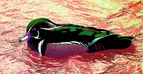 Wood Duck or Carolina Duck (Aix sponsa) is a species of duck found in North America. It is one of the most colorful of North American waterfowl.