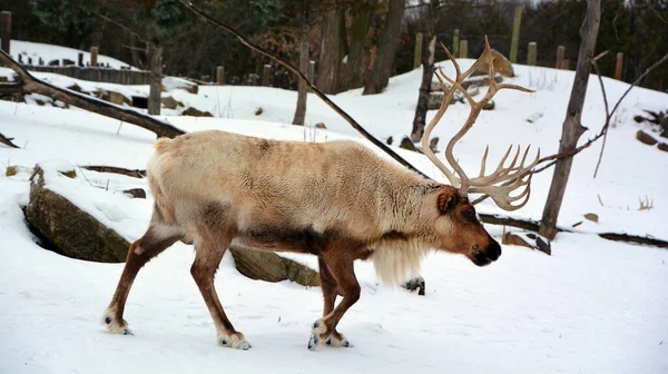 The reindeer, caribou in North America is a species of deer, native to arctic, subarctic, tundra, boreal, and mountainous regions of northern Europe, Siberia, and North America.