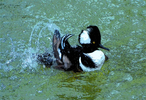 Bufflehead Bucephala Albeola Small Sea Duck Genus Bucephala Goldeneyes Sign — 스톡 사진