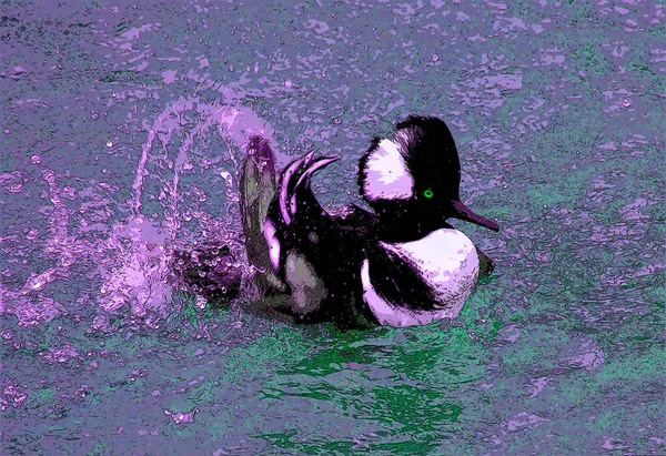 Bufflehead Bucephala Albeola Small Sea Duck Genus Bucephala Goldeneyes Sign — Stockfoto