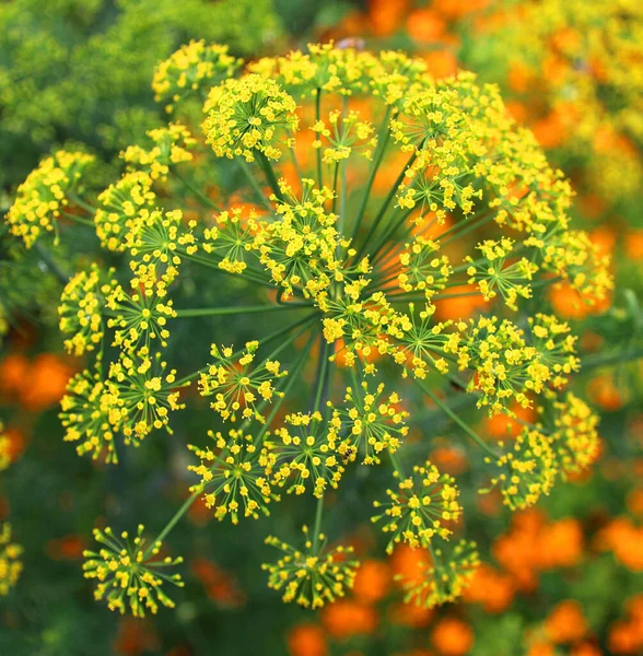 Dill Anethum Graveolens Apiaceae Familyasından Bir Bitki Türü Anethum Cinsindeki — Stok fotoğraf